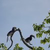 Orienthornvögel (Oriental Pied Hornbills), Sukau